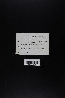 Suillus pictus image