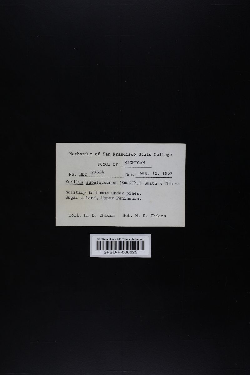 Suillus subalutaceus image