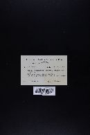 Suillus tomentosus image