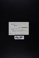 Tylopilus felleus image