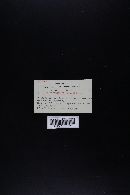 Thumbnail image of current specimen