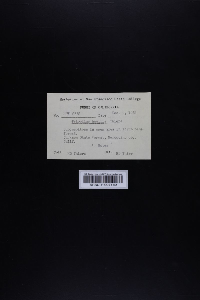 Tylopilus humilis image