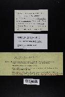 Tylopilus porphyrosporus image