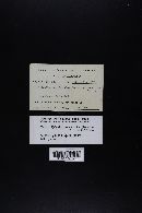 Tylopilus porphyrosporus image