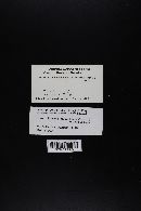 Tylopilus porphyrosporus image