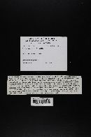 Tylopilus porphyrosporus image