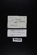 Tylopilus porphyrosporus image