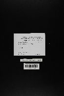 Xanthoconium affine image