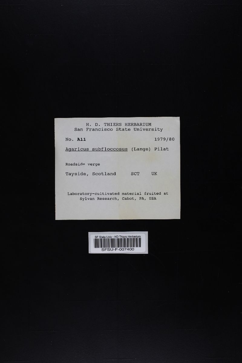 Agaricus subfloccosus image