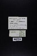 Agaricus arvensis image