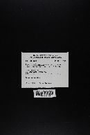 Agaricus bisporus image