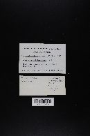 Agaricus californicus image