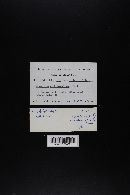 Agaricus californicus image