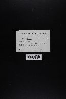 Agaricus cuniculicola image