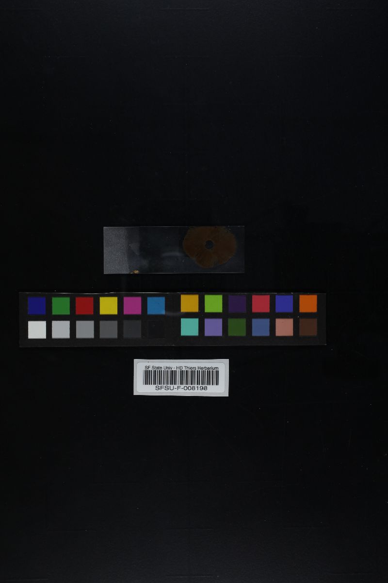 Agaricus comptuloides image