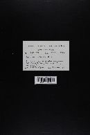 Agaricus hondensis image