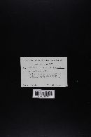 Agaricus hondensis image