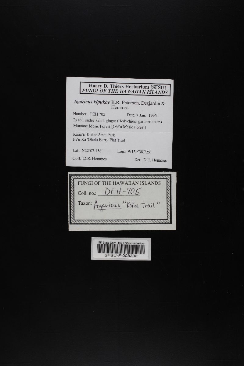 Agaricus kipukae image