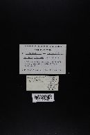 Agaricus silvicola image