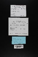 Agaricus silvicola image