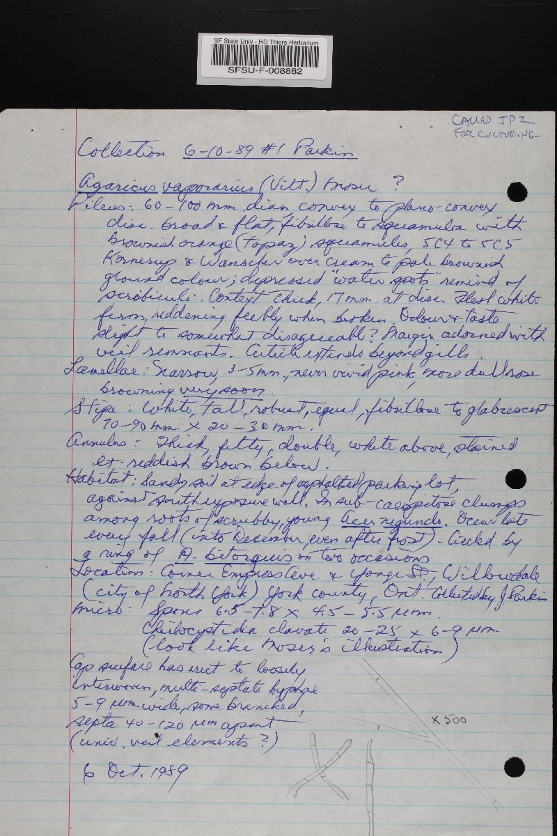 Agaricus cappellianus image