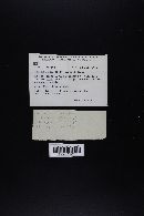 Agrocybe dura image