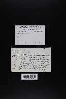 Amanita brunnescens image