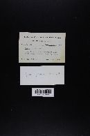 Amanita brunnescens image