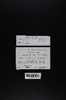 Amanita constricta image