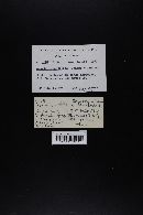 Amanita constricta image