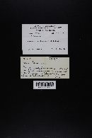 Amanita farinosa image