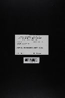 Amanita porphyria image