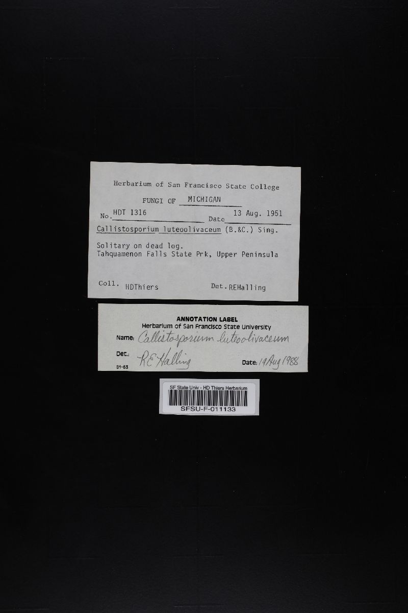Callistosporium luteoolivaceum image