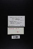 Cantharellus minor image