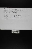 Thumbnail image of current specimen