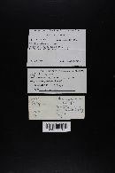 Collybia bakerensis image