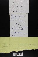 Conocybe albipes image