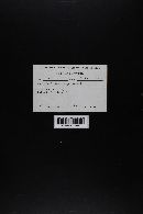 Conocybe albipes image