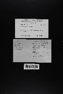 Conocybe albipes image