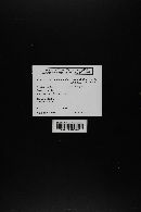 Media resource of Coprinopsis candidolanata
