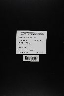 Media resource of Coprinopsis villosa