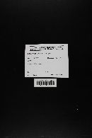 Media resource of Coprinopsis sejuncta