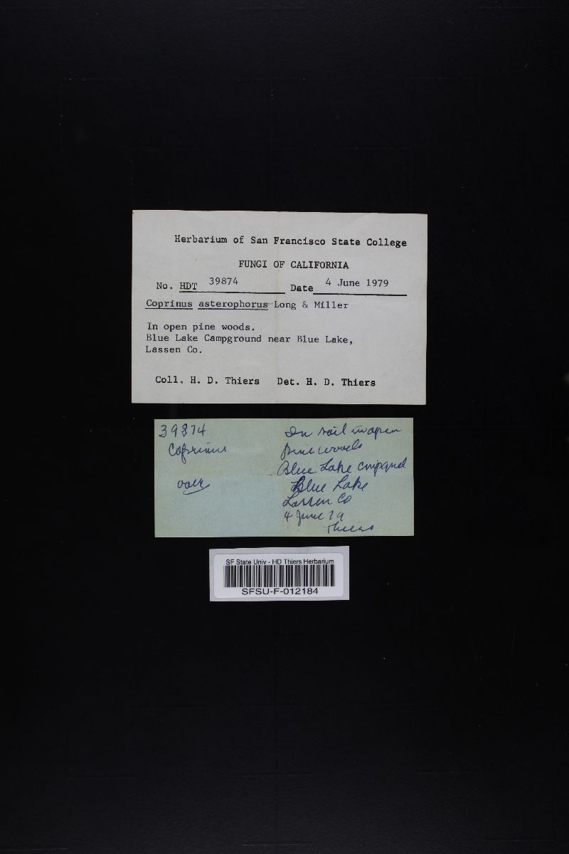 Coprinus asterophorus image