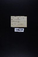 Cortinarius annulatus image