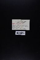 Cortinarius glaucopus image