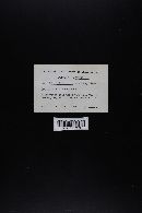 Cortinarius glaucopus image