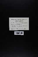 Cortinarius armillatus image