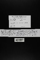 Cortinarius montanus image