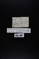 Cortinarius semisanguineus image