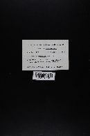 Cortinarius semisanguineus image